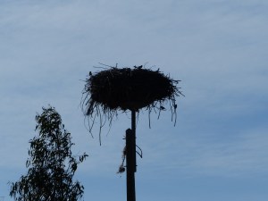 A stork's nest on a light pole