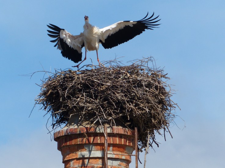 A stork in its penthouse nest in the city being  a tad unneighbourly to another visiting stork.