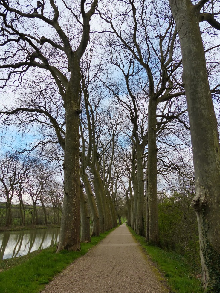 I love riding through the avenues of trees