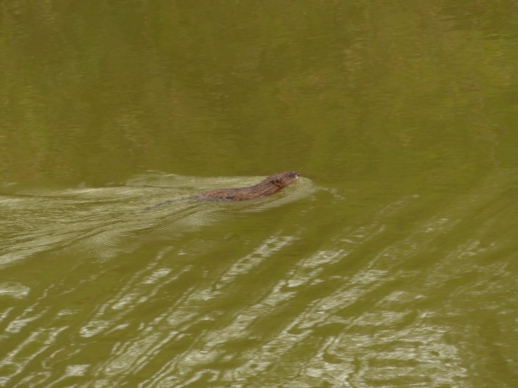 Ratty!