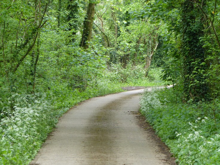 What a perfect path!