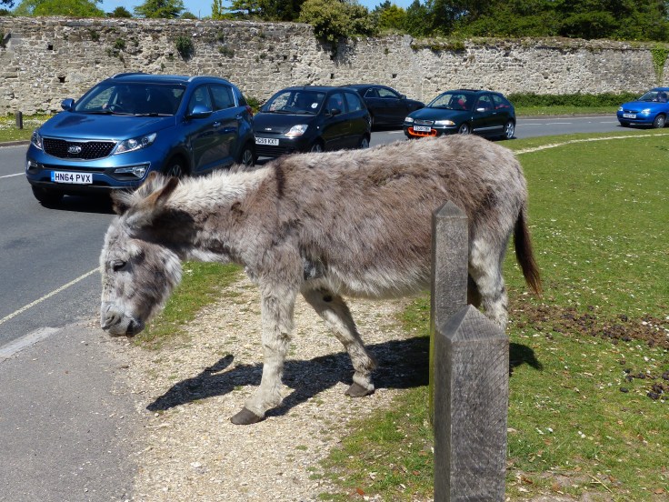 In no hurry to cross the road!