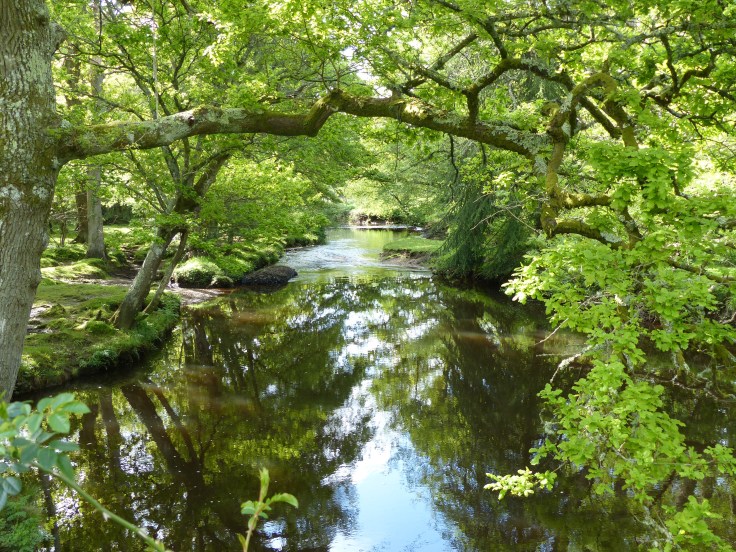 More lovely scenery for our ride into Brockenhurst