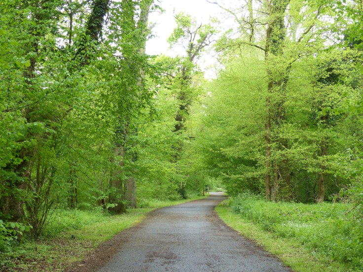 Those lovely trees again