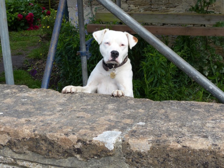 A village resident taking an interest in the Tasmanian cyclists passing through