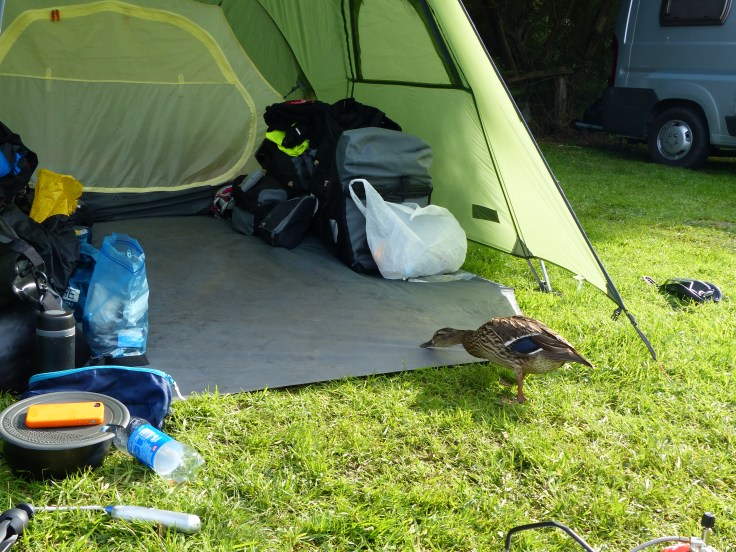 We had some extra visitors at our campsite! A couple of ducks kept popping in to say hello and hope for some treats. We've had horses in our tent, so a couple of ducks were no problem!