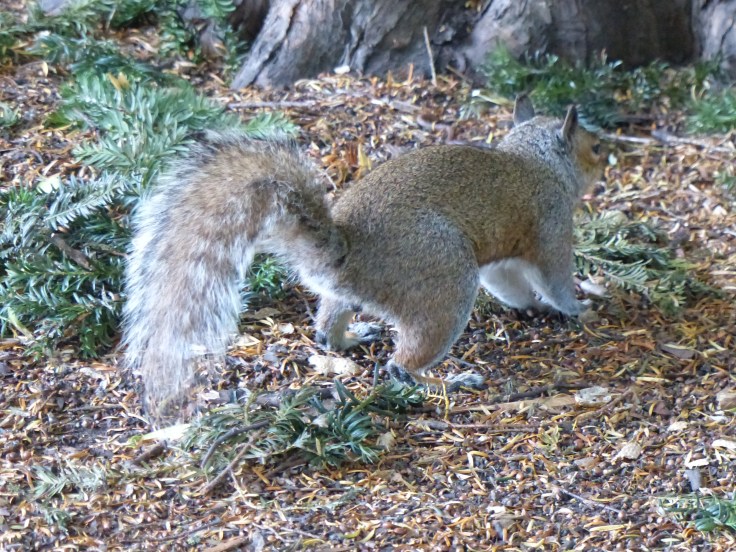 Ha ha...I'm so clever! Job done and my feast awaits for another day. Now, back to my nut hunt!