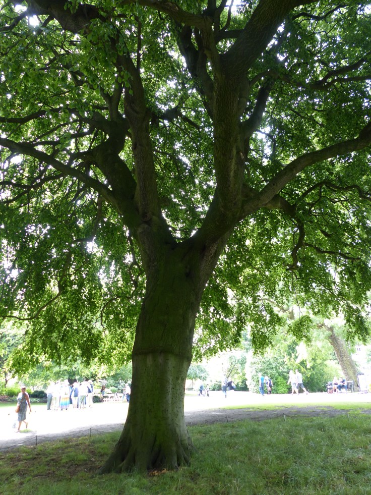 The Beech/Oak tree