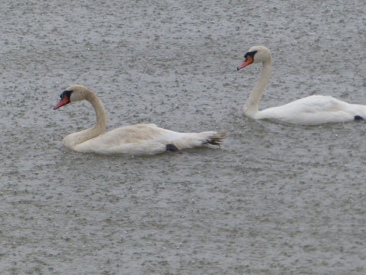 No ducks, but nice weather for swans