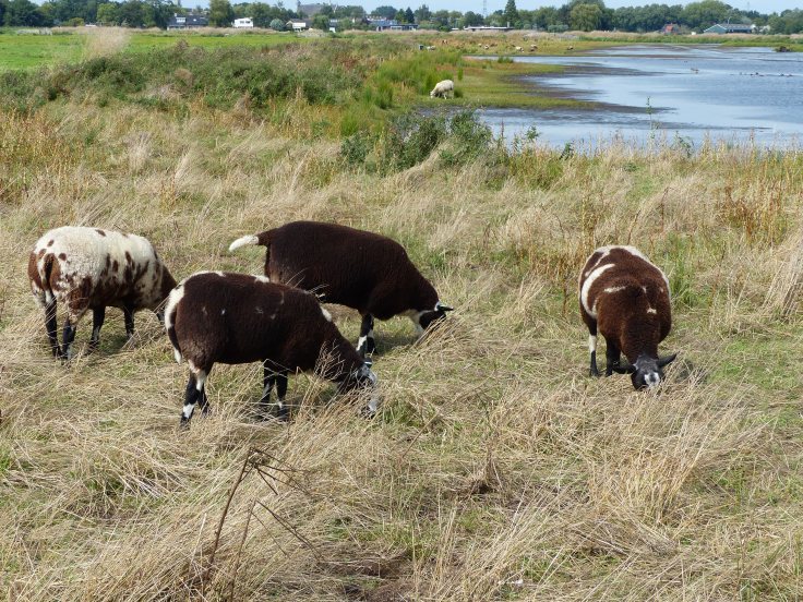 I loved the brown sheep and loved that they were allowed to keep their tails too!