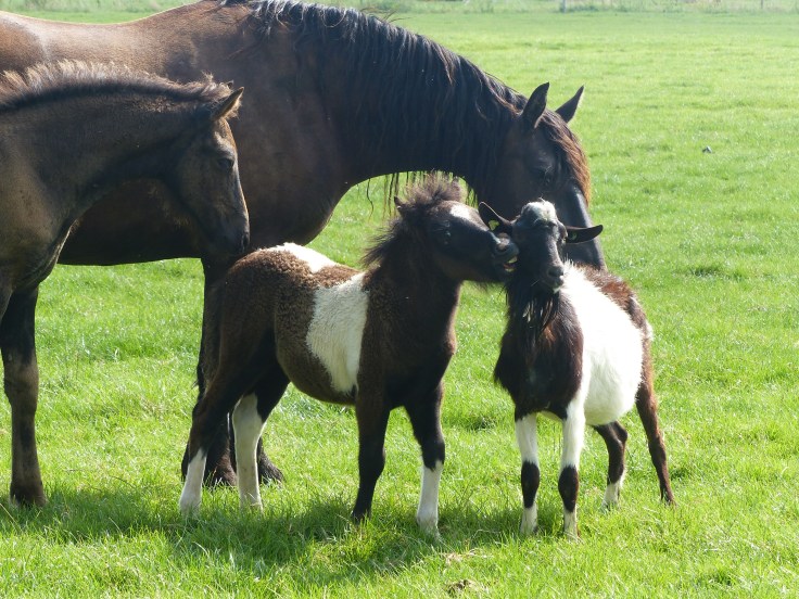 Having a a little chat...