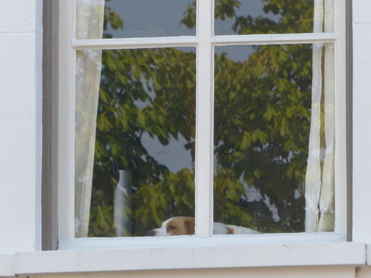 Another canine sentry keeping at eye on the village. Falling asleep on the job perhaps? 