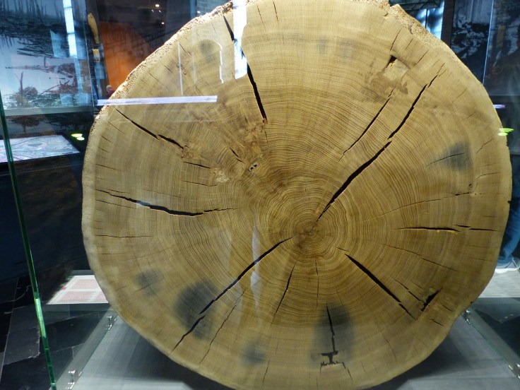 A section from a tree that was 235 years old. The dark patches in the wood were caused by grenade and bullet fragments during the battles of 1917-18. The tree lived until 1994