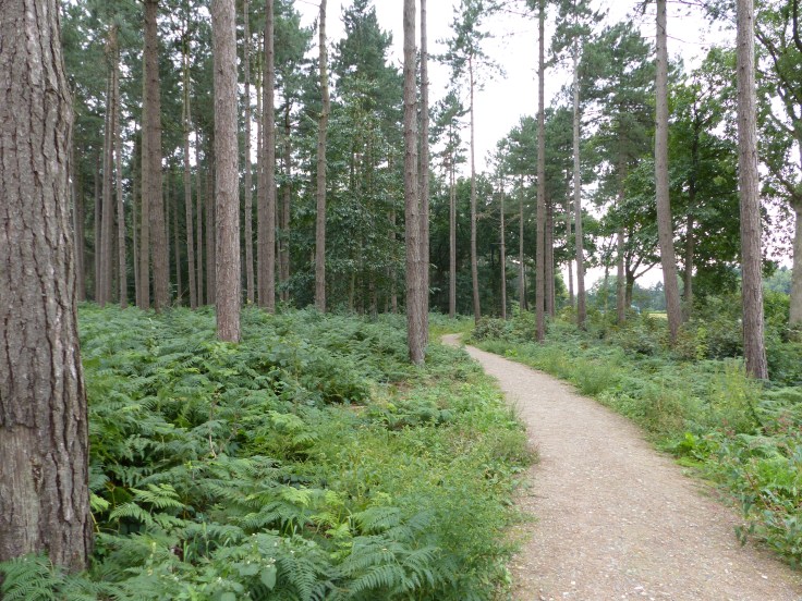 Riding into Polygon Wood