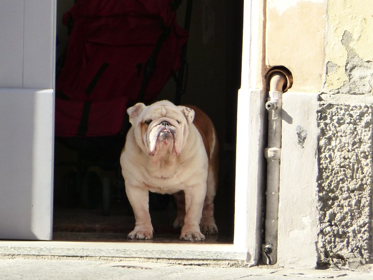 Another canine sentry on duty, just keeping at eye on things