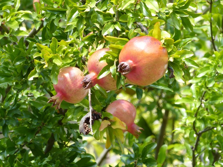 Lots of pomegranate trees too