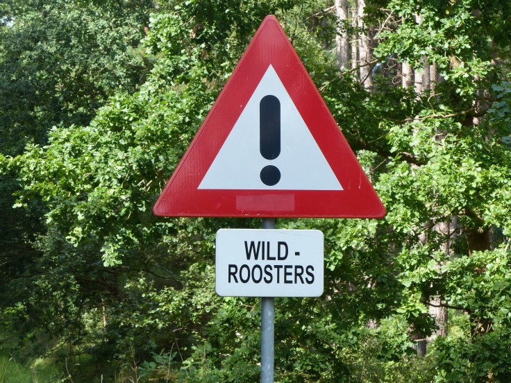 Beware those angry birds! (The translation is actually cattle grids!)