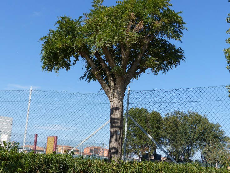 ...there's always the trees!