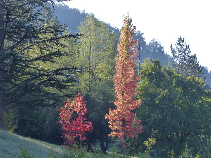 We had some beautiful autumn colours