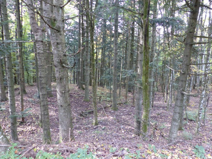 We passed some nice forests on the downhill ride