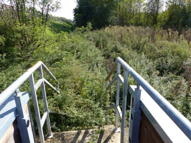 What!?! Where's the path!?