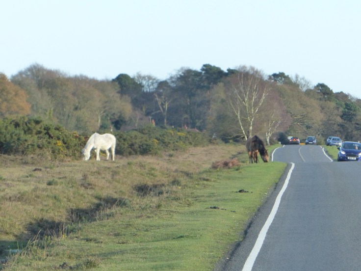 Just roaming around beside the road, free as free