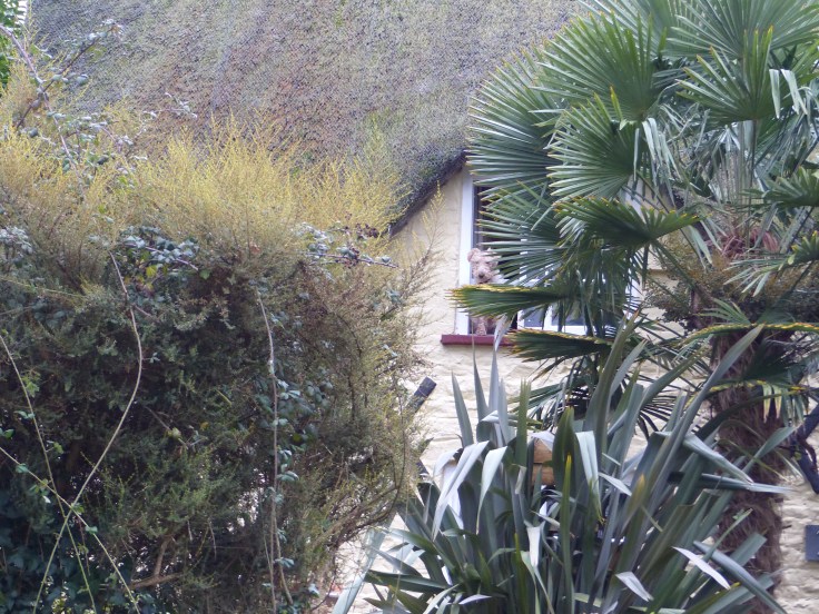 Another canine sentry keeping watch on the village. He shouted at us from his window vantage point!