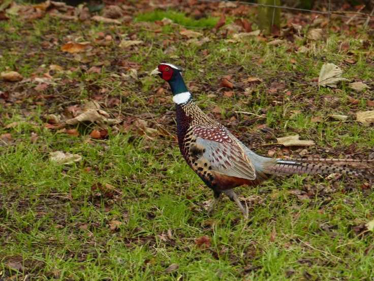 Run for the hills mate! Run away!