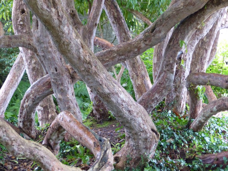 I loved this tree in the garden, with its intriguing intertwined trunks