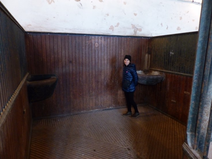 Investigating how Victorian horses lived