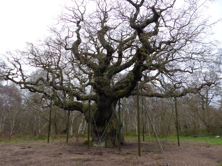 The Major Oak