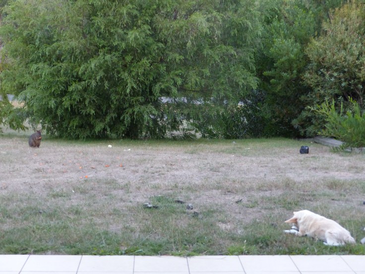 Dog and wallaby happily ignoring each other